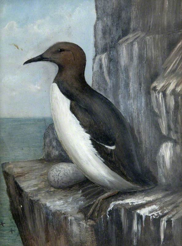 A Guillemot on Rocks