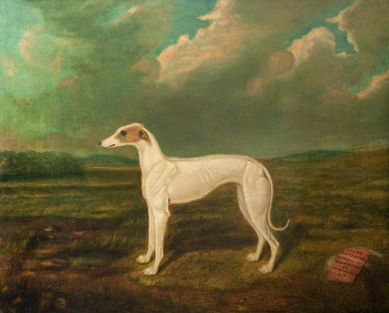 Portrait of a Greyhound, 'Susan Whitehead', Winner of the Biggar St Leger (1856)