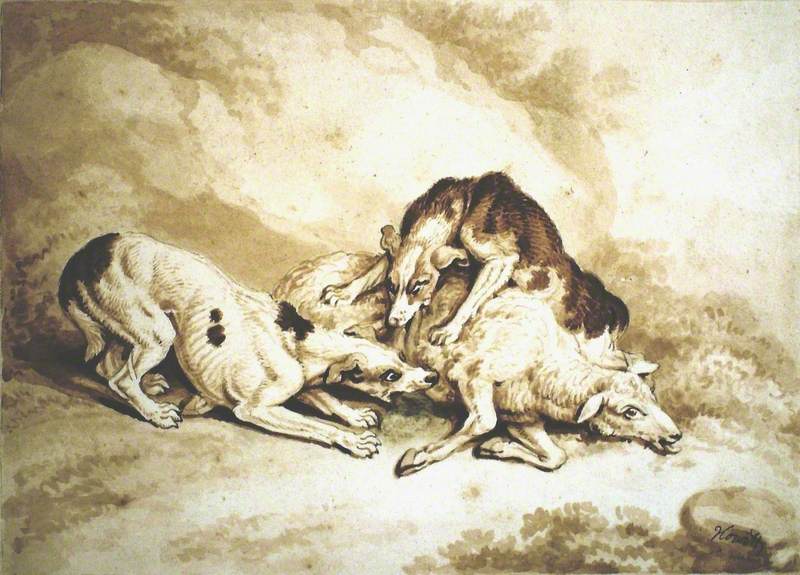 Dogs Attacking a Sheep