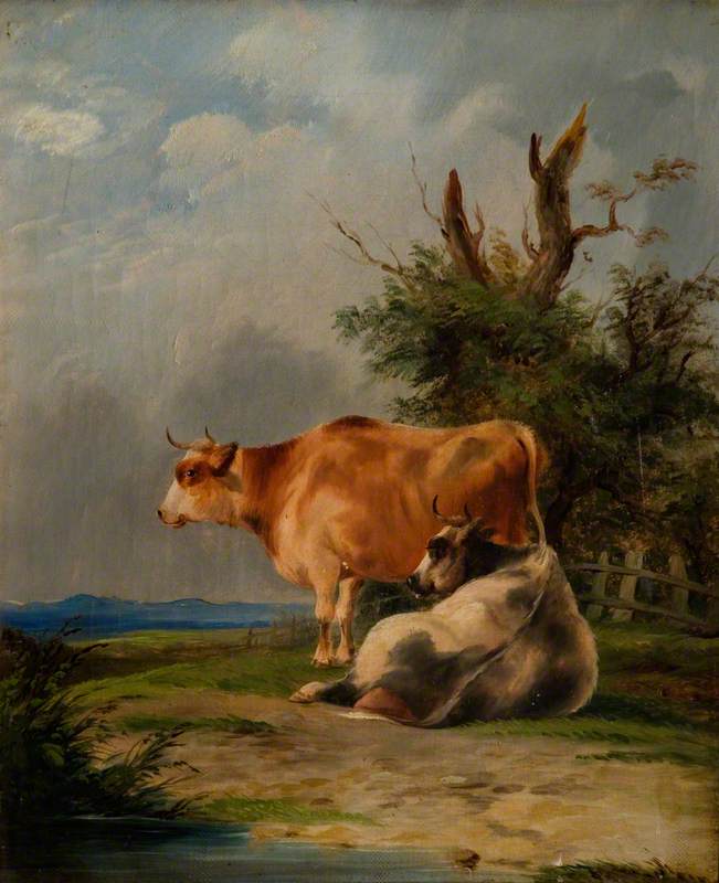 Brown Cows Standing