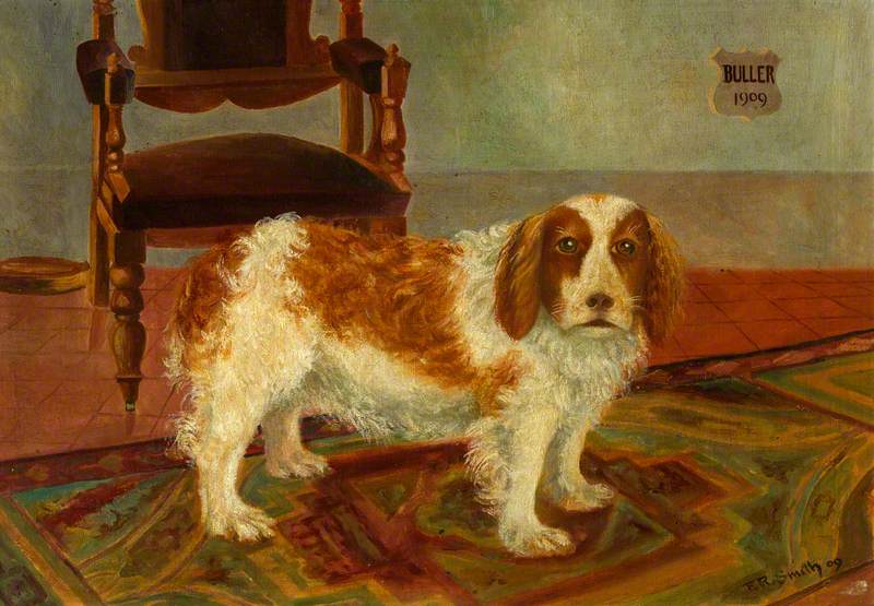'Buller', the Moss Cottage Dog