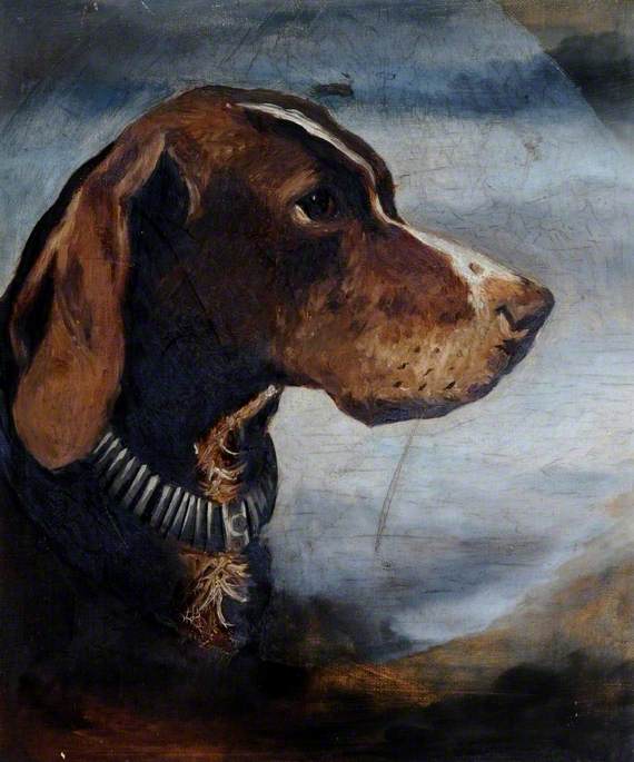 A Brown Dog with a Collar