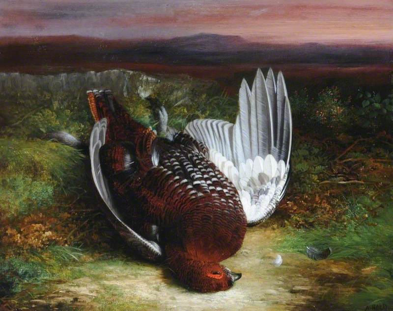 Red Cock Grouse