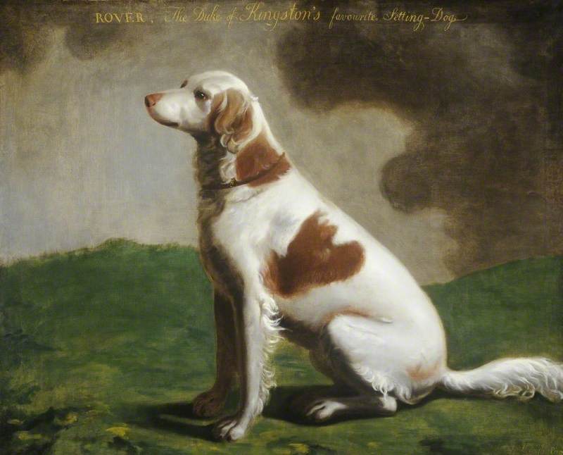 'Rover', the Duke of Kingston's Favourite Setting Dog