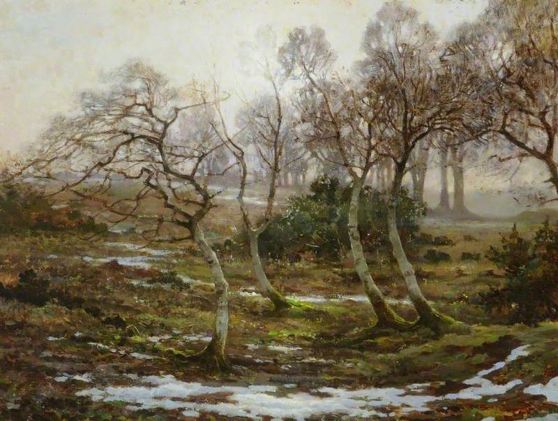 Birch Trees and Snow