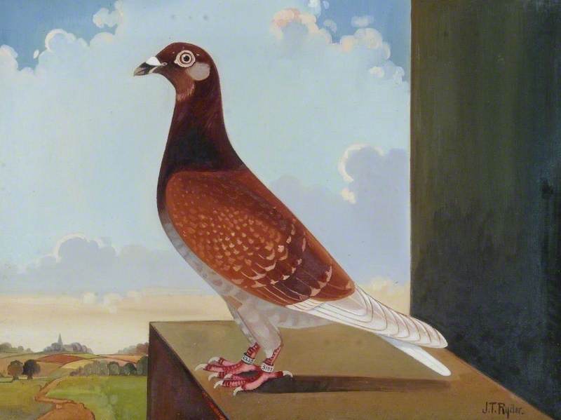 Prize Pigeon