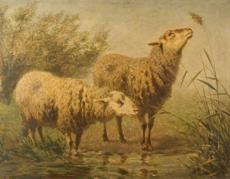 Study of Sheep