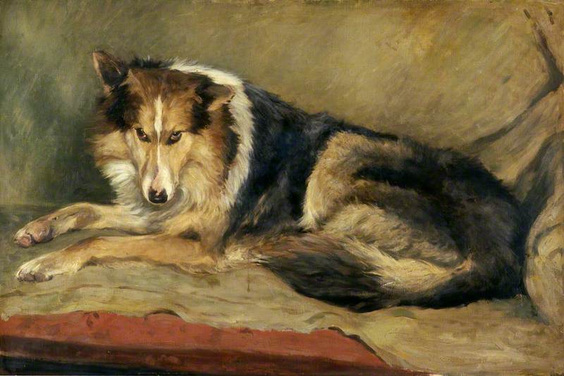 Collie Dog