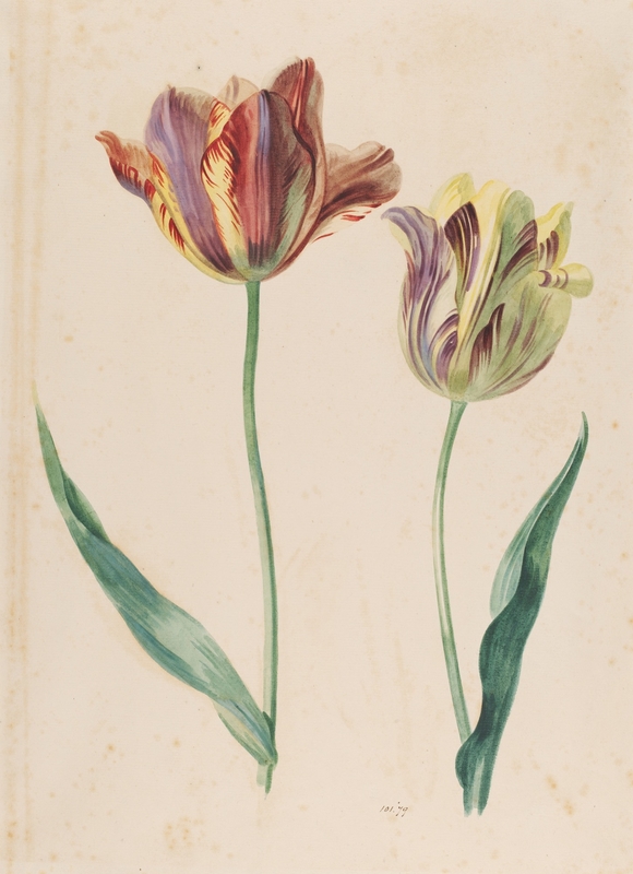 Study of a Tulip