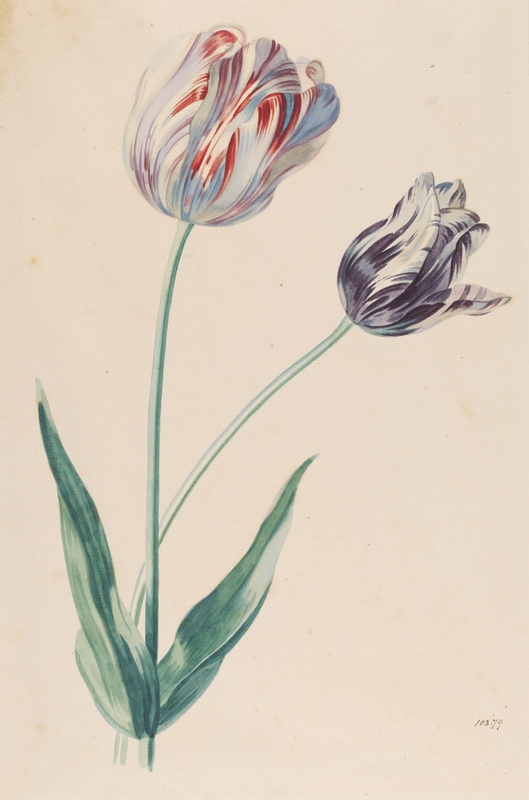 Study of a Tulip