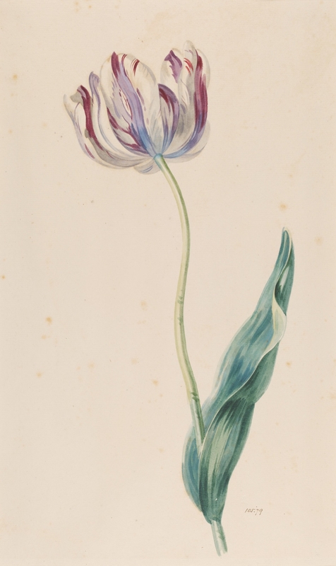 Study of a Tulip