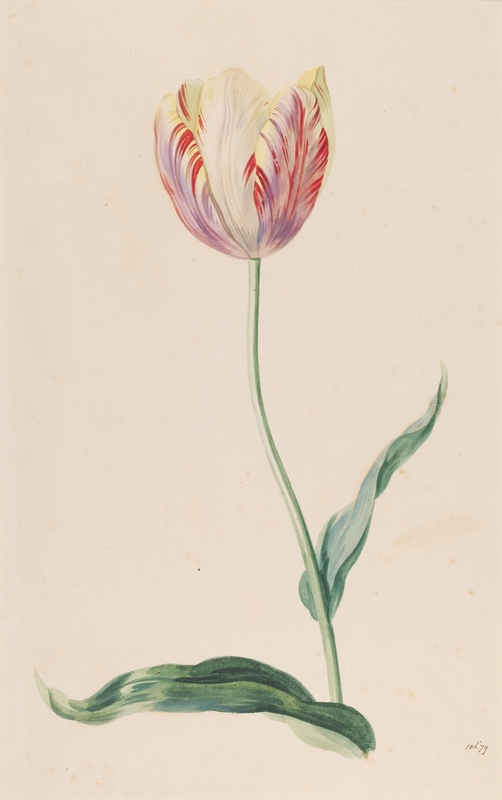 Study of a Tulip