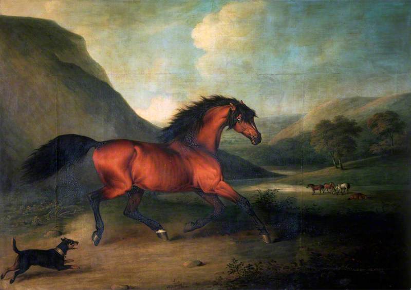The English Blood-Horse 'Fidget'