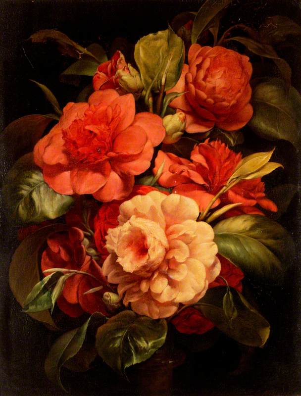 Camellias