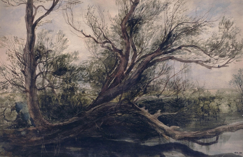 Study of a willow tree overhanging water, near Ball's Bridge, Dublin