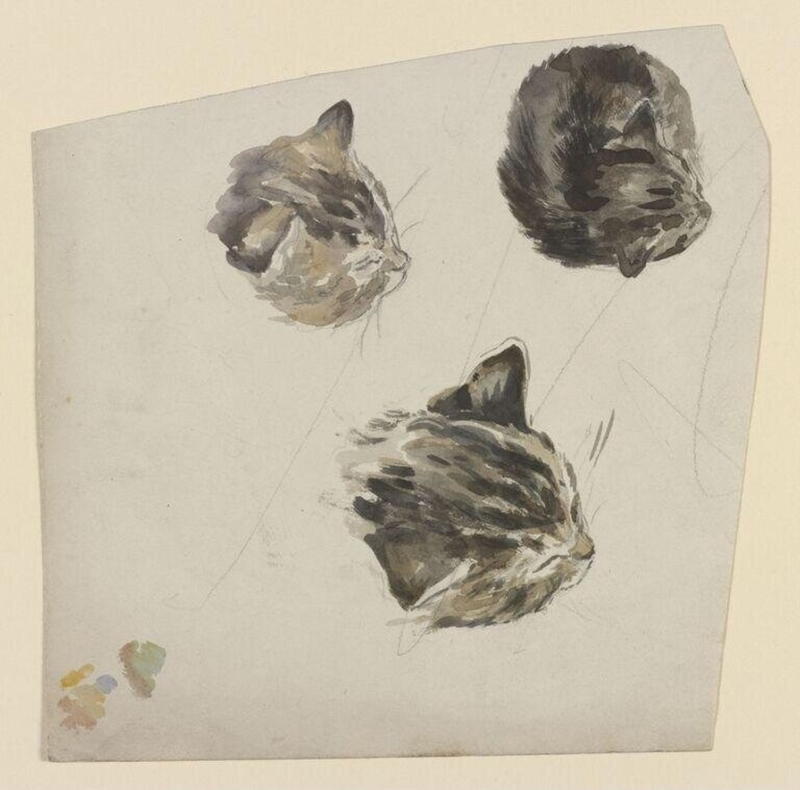 Studies of the head of a kitten
