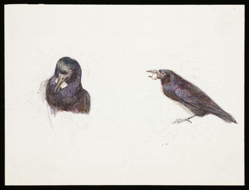 Crow with cheese in its beak