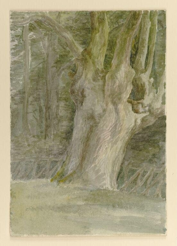 A tree trunk in a field at the edge of a wood
