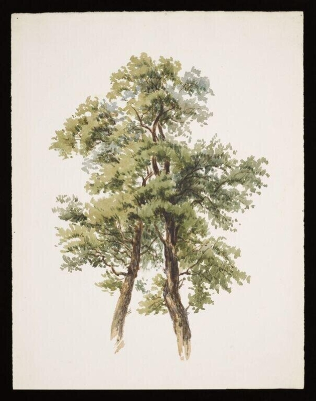 Watercolour