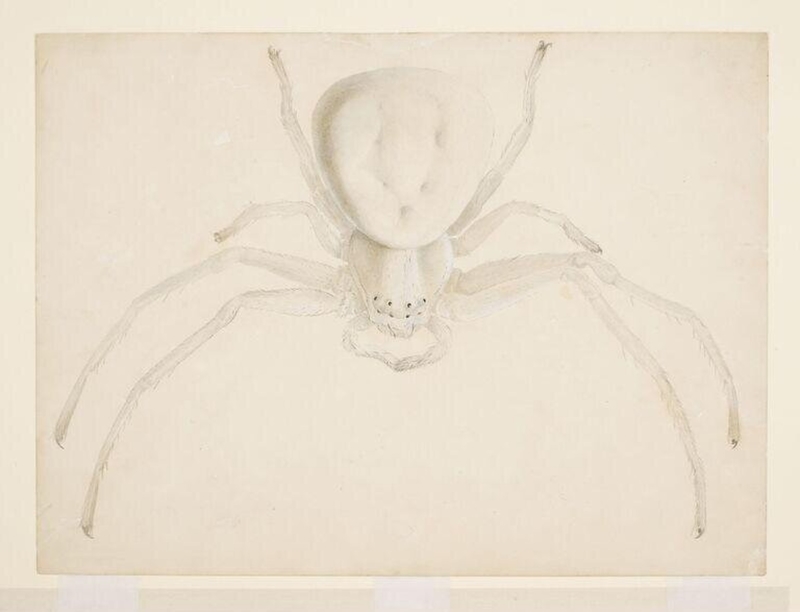 Study of a light grey spider