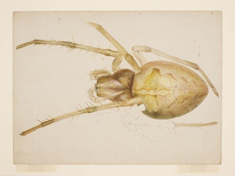 Study of a yellowish-brown spider