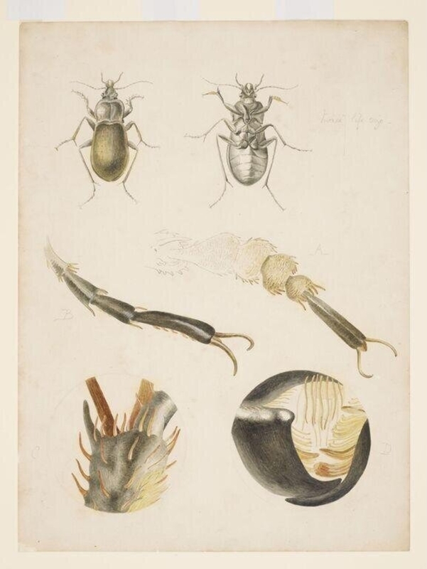 Magnified studies of a ground beetle