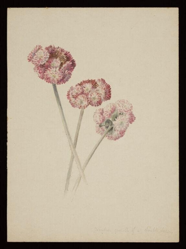 Three double daisies