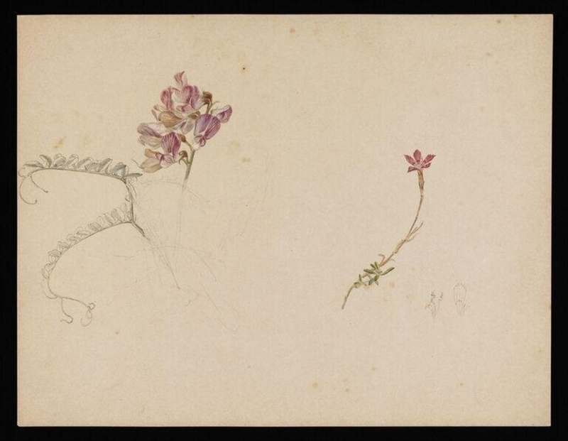 Flower studies; a flower similar to purple vetch and dianthus