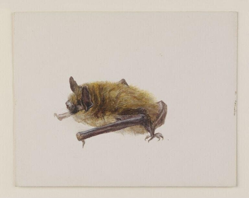 Side view of a bat with wings folded