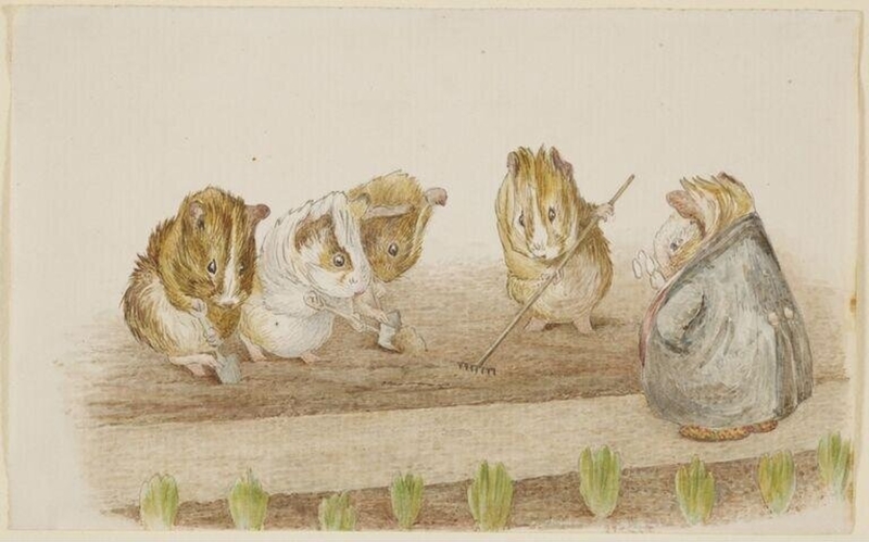 Guinea pigs gardening