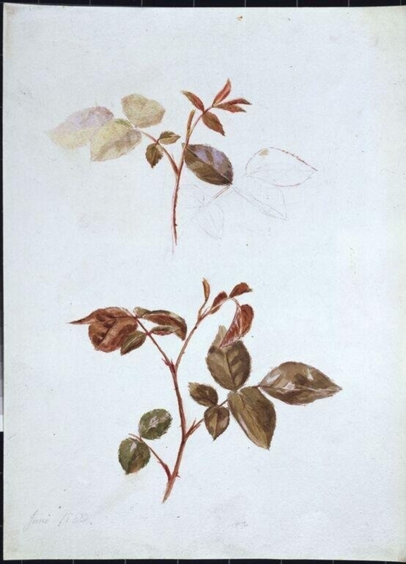 Watercolour