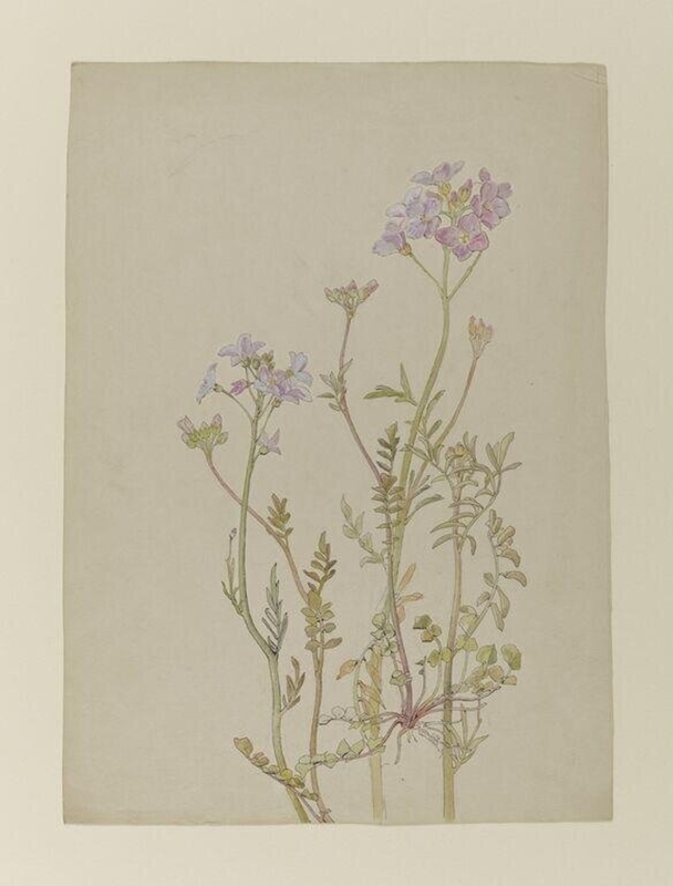Watercolour