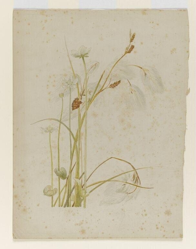 Cotton sedge with white wildflowers