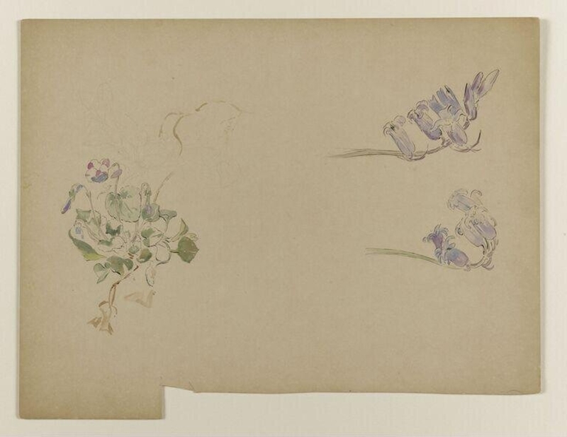 Violets and bluebells