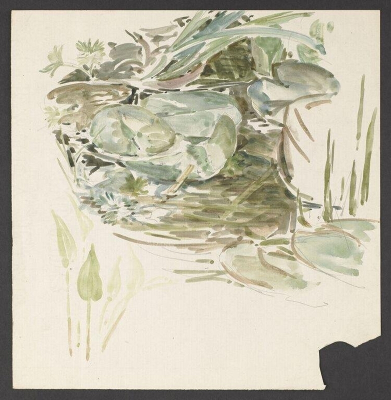 Study of waterlily leaves