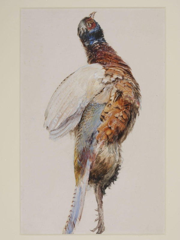 A Dead Pheasant