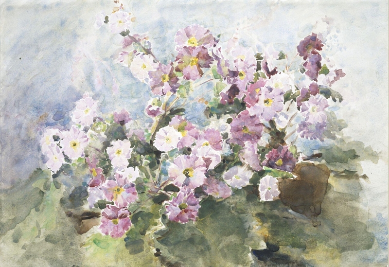 Primulas