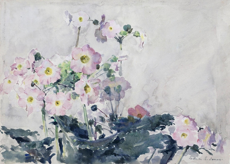 Primulas