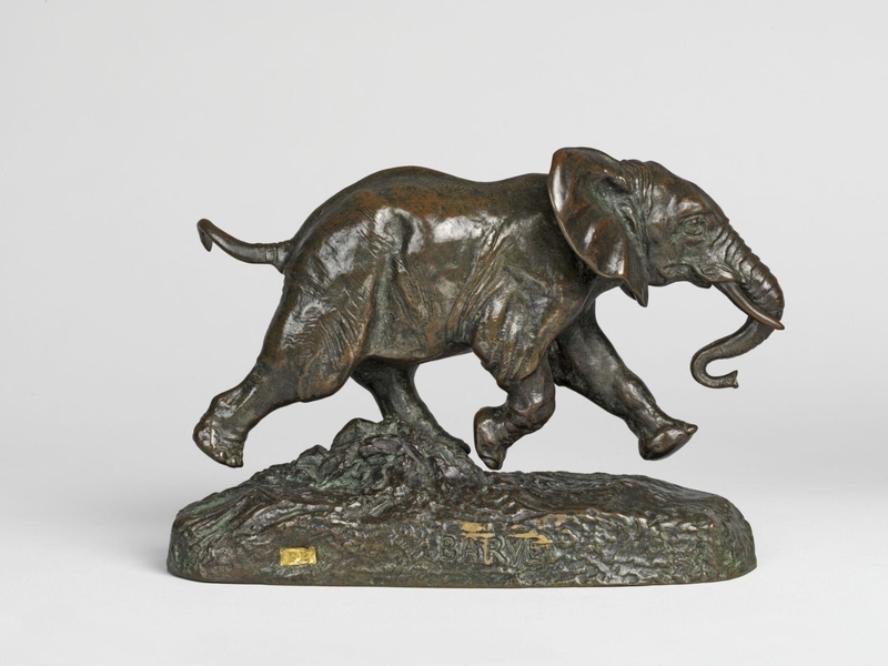 Senegalese Elephant