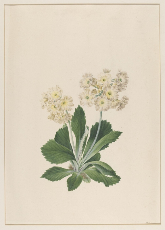 Primula Auricula