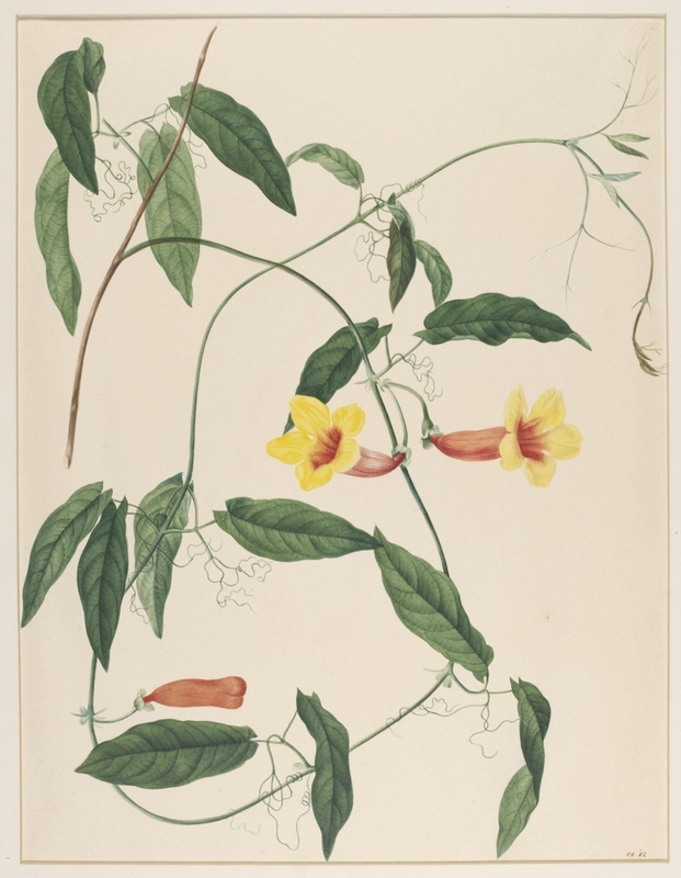 Bignonia Capreolata
