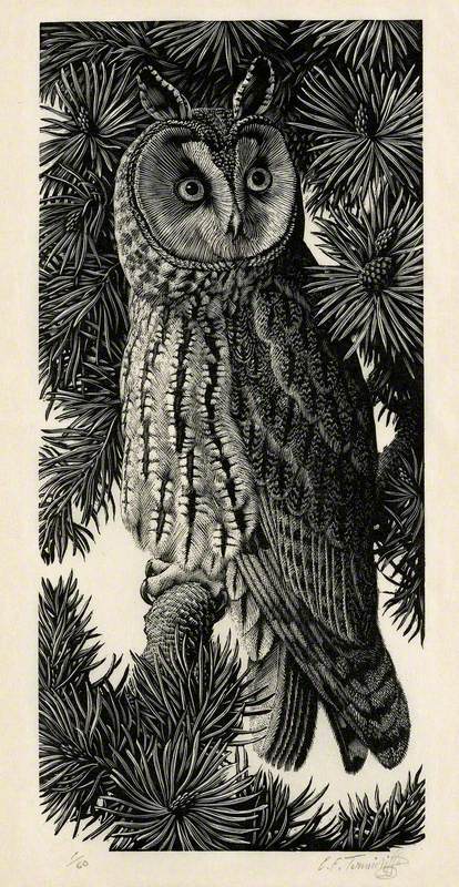 Long-eared Owl