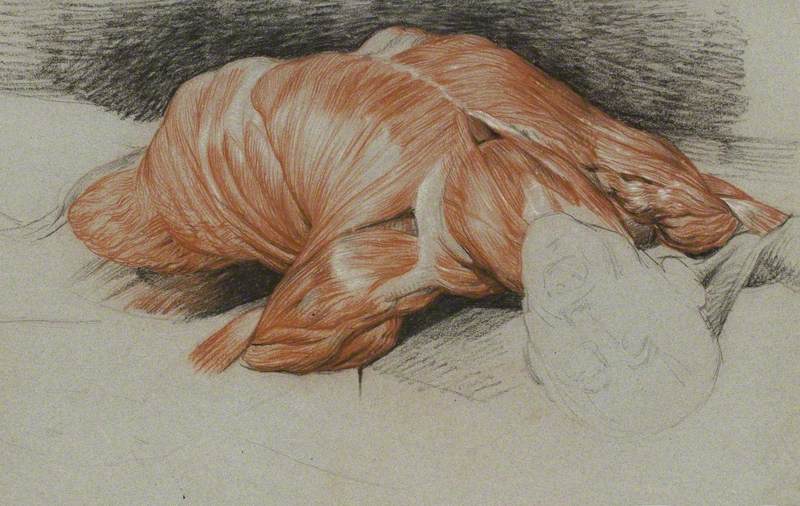 Anatomical Study of a Flayed Cadaver