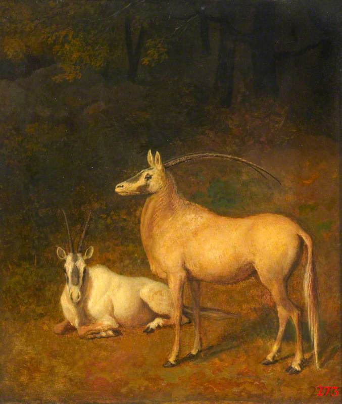 Two White Antelopes