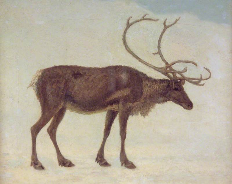 Rein Deer