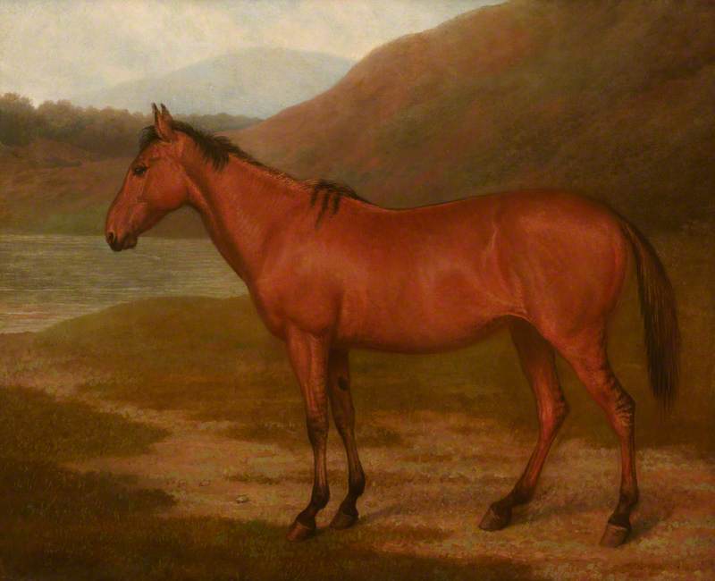 Foal of Mare and Quagga