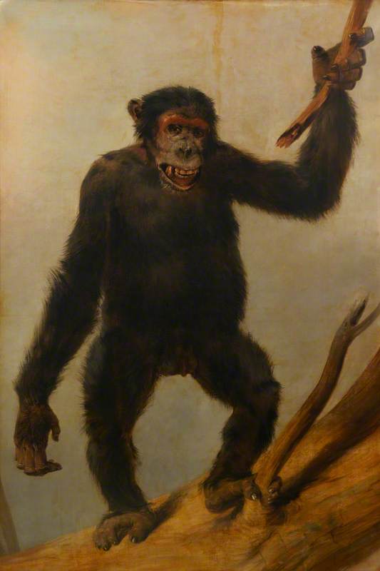 Chimpanzee