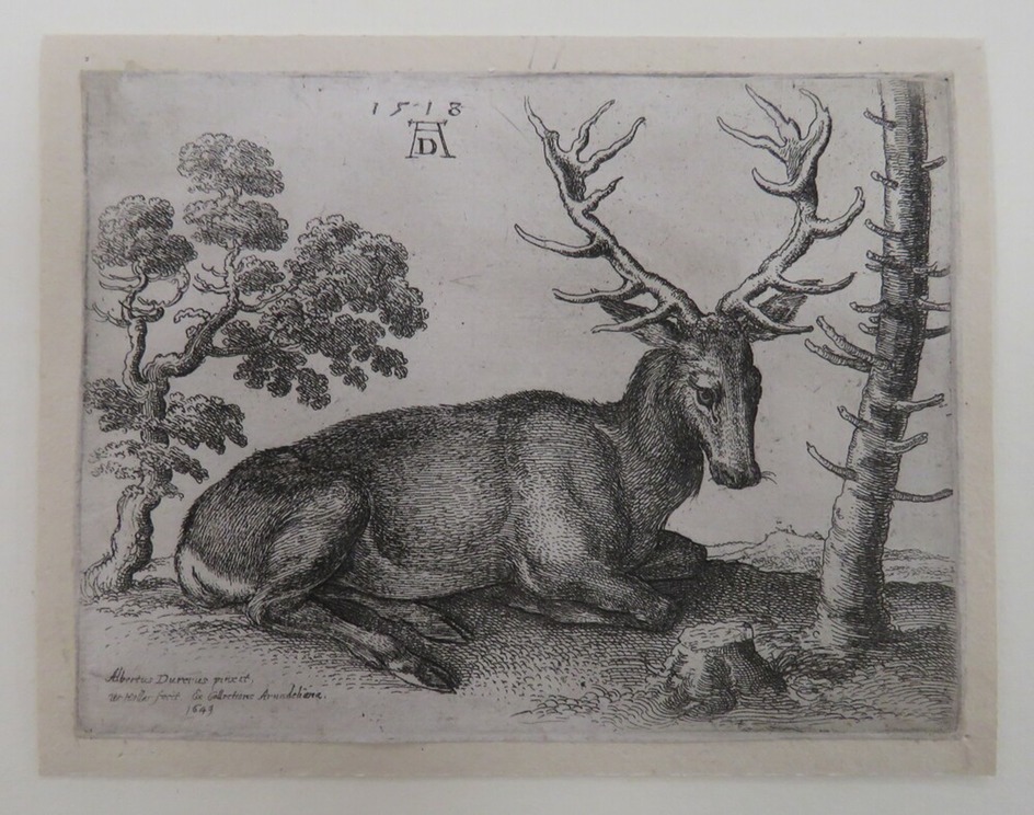 Stag lying to right