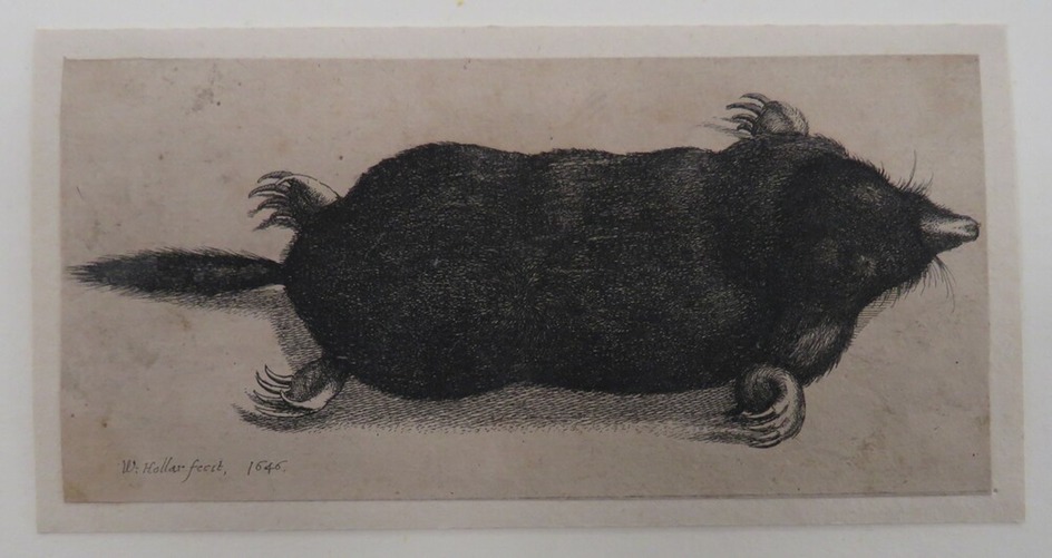 Dead mole