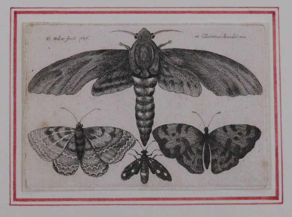 Moth and three butterflies
